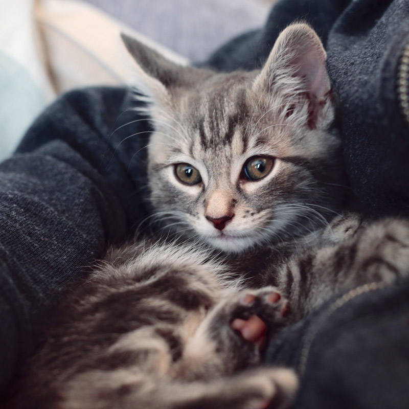 Mew-X: What cats teach us about design research