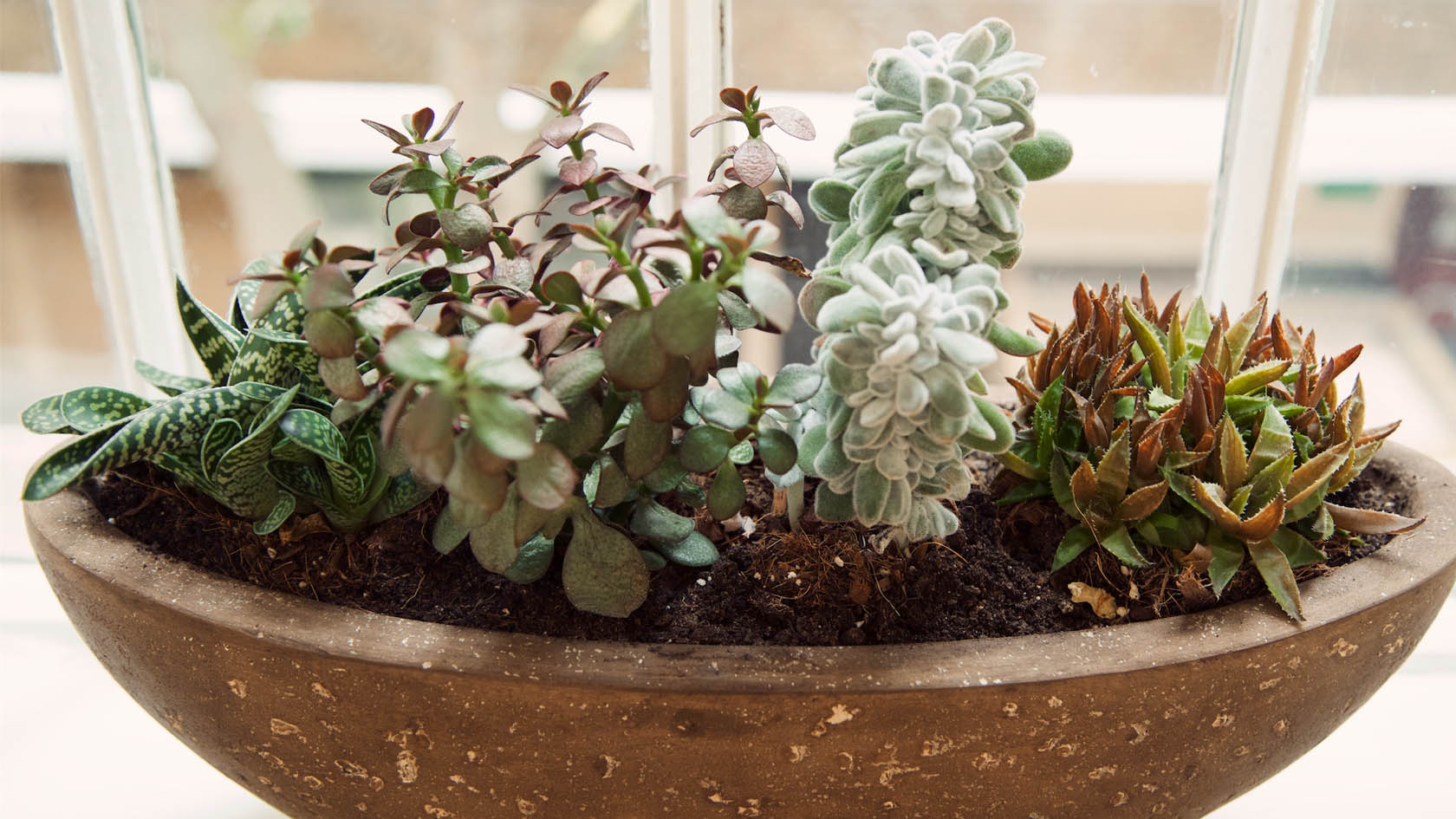 Plant on windowsill in our meeting room