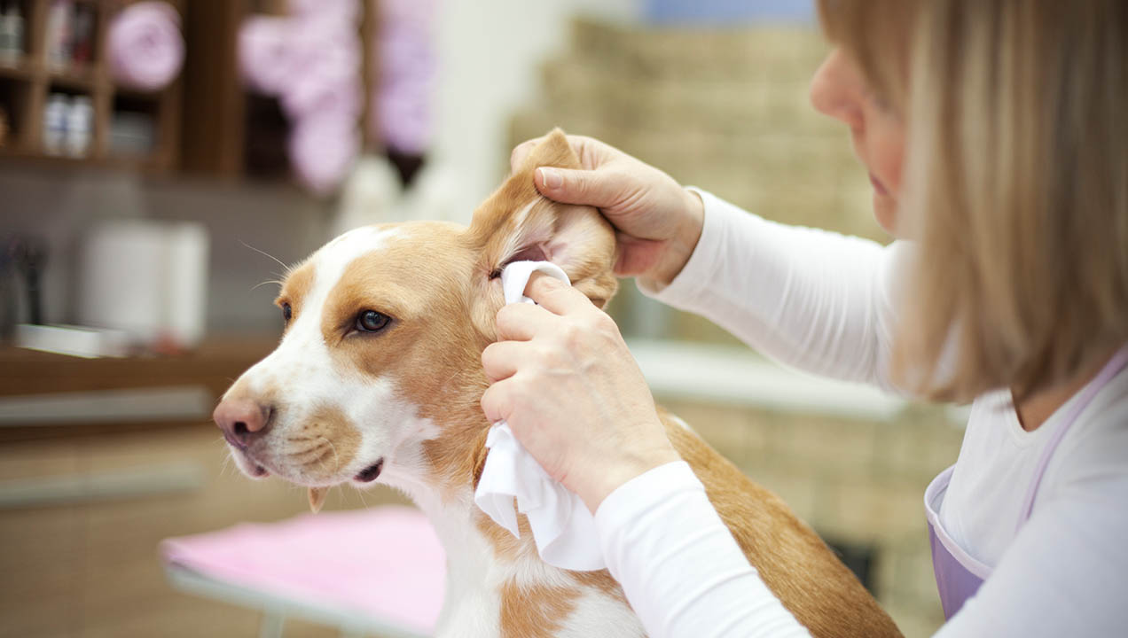 Dog check up