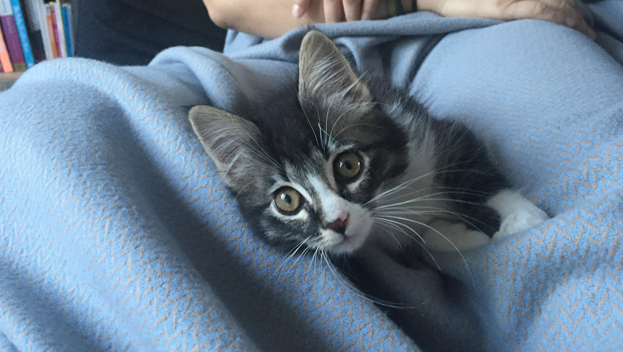 Cute kitten in blanket