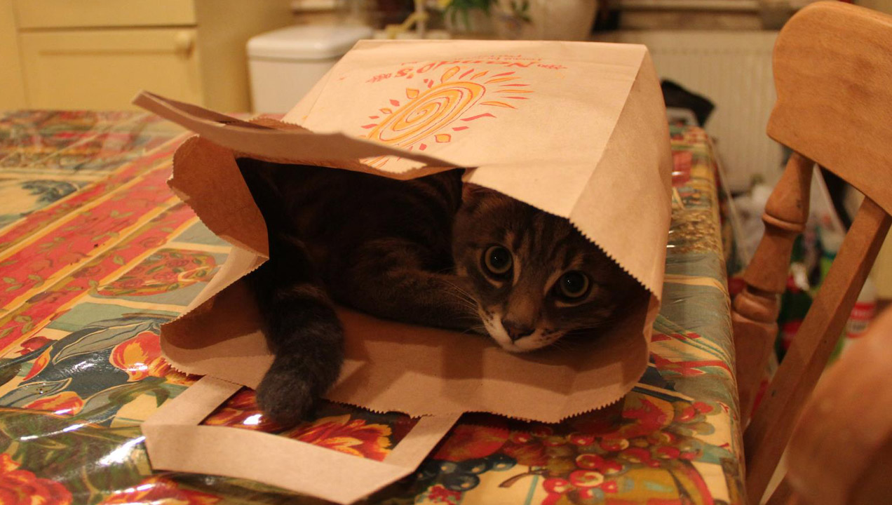 Pablo the cat hiding in a brown bag