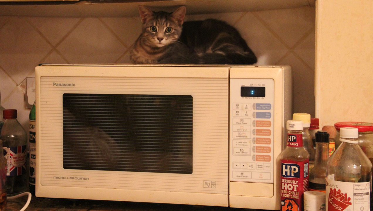 Pablo the cat sat on top of microwave