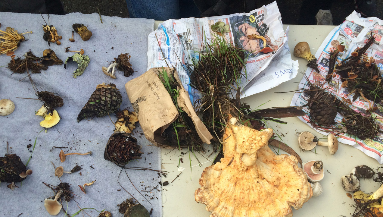 Shauna's items she picked up whilst foraging.