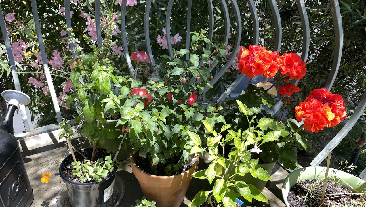 Balcony Garden